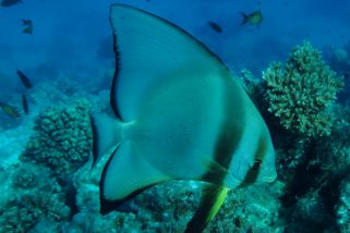 Platax teira - Langflossen Fledermausfisch